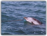 il delfino Filippo con il rostro avvolto dai fili di nylon