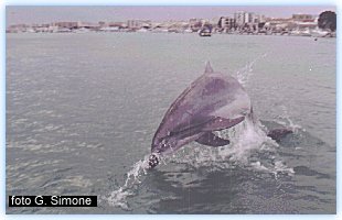 Le evoluzioni di Filippo