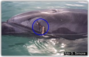 Le ferite del delfino Filippo