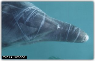 Le ferite del delfino Filippo