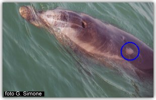 Le ferite del delfino Filippo