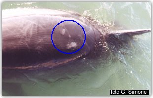 Le ferite del delfino Filippo