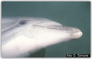 Primo piano di Filippo