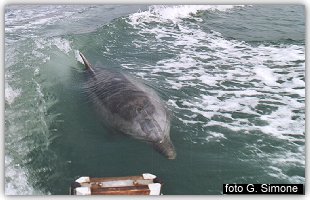 Filippo nella scia del motoscafo