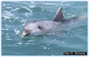 Un bel primo piano del delfino Filippo