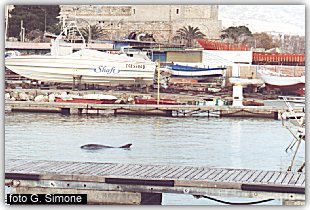 Il delfino Filippo nel porto di Manfredonia