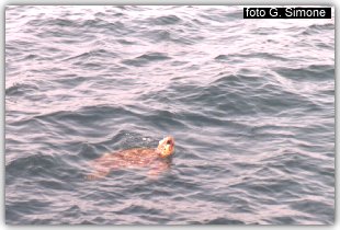 Tartaruga ripresa nel golfo di Manfredonia
