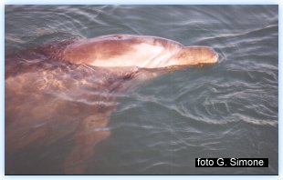 Il delfino Filippo che si riposa