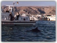 il delfino Filippo nuota tranquillo