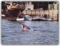 il delfino Filippo gioca con il segnale