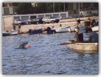 il delfino Filippo mette alla prova la pazienza dei suoi amici pescatori