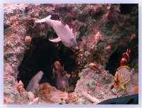 Filippo e la nativit� in fondo al mare