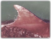 La pinna dorsale di Filippo - foto G. Simone