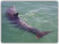 La disposizione orizzontale della pinna caudale di Filippo - foto G. Simone