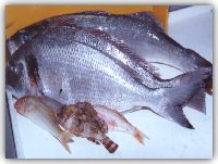 La disposizione verticale della pinna caudale dei pesci