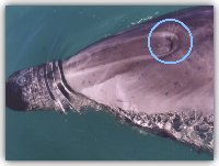 Lo sfiatatoio chiuso di Filippo - foto G. Simone