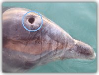 Lo sfiatatoio aperto di Filippo - foto G. Simone