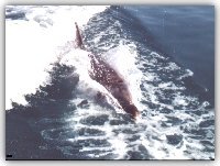 Filippo in piena velocit� - foto G. Simone